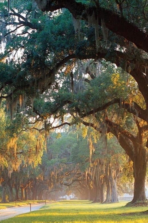 From Charleston: Boone Hall Plantation Entry With Transfers - Visitor Ratings and Reviews