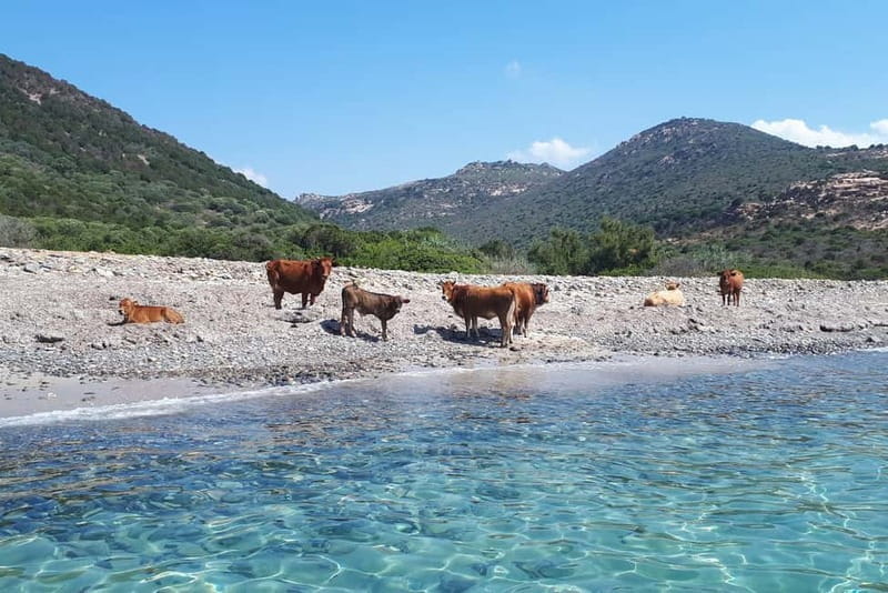 From Chia: Boat Ride to Cala Zafferano with Snorkeling - Frequently Asked Questions