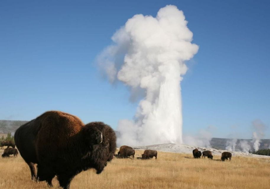 From Cody: Full-Day Yellowstone National Park Tour - Positive Guest Feedback