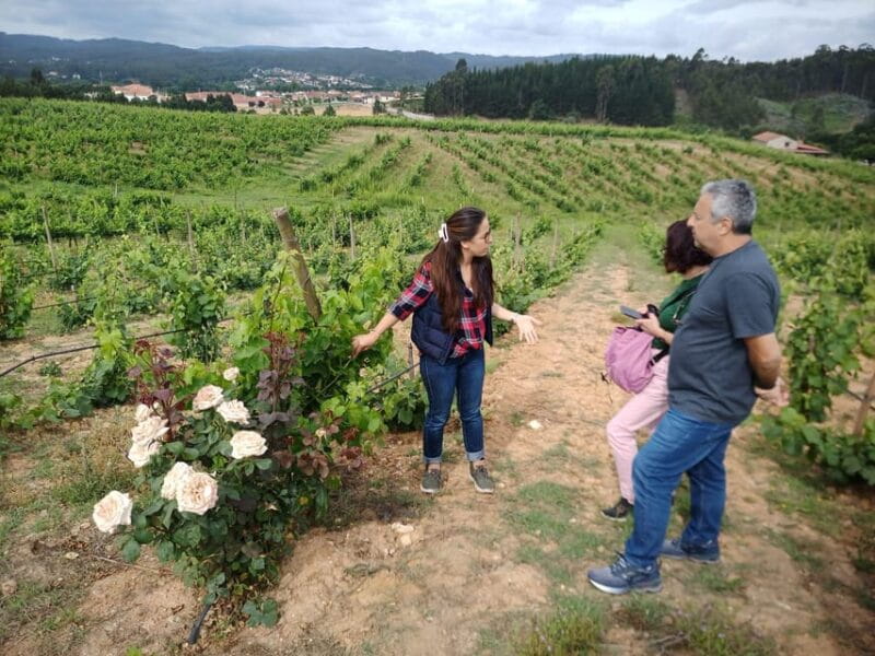 From Coimbra: Dão Wine Route Experience - Key Points / Takeaways
