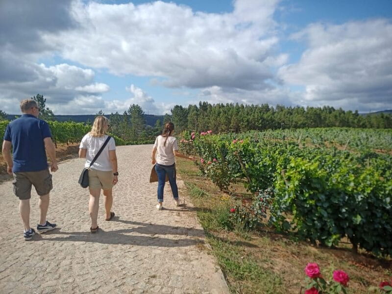 From Coimbra: Dão Wine Route Experience - Price and Value: Is It Worth It?