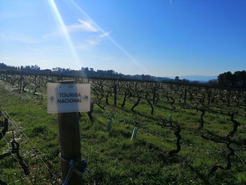 From Coimbra: Dão Wine Route Experience - The Sum Up