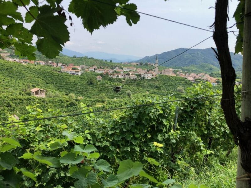 From Conegliano: Prosecco Hills Wine and Cheese Tasting Tour - An In-Depth Look at the Experience