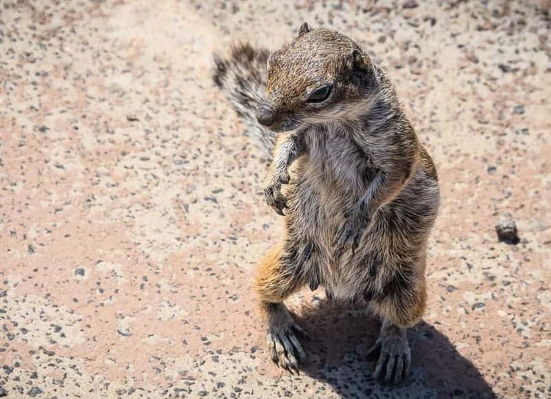 From Corralejo: Fuerteventura Guided E-Bike/E-scooter Tour - Who Will Love This Tour?