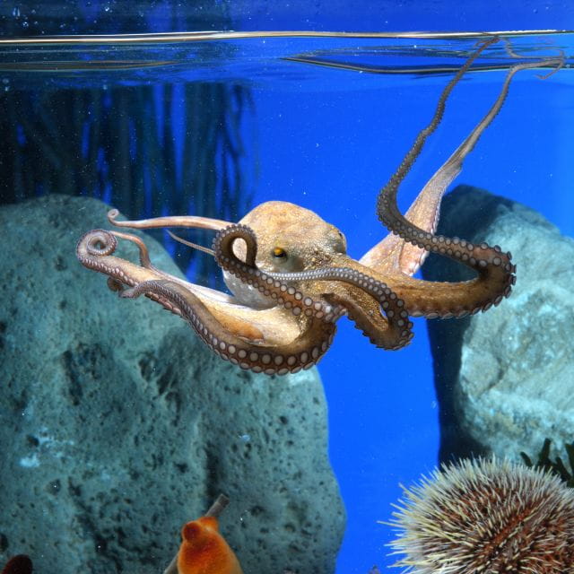 From Costa Brava: Barcelona Day Trip With Aquarium Visit - Key Points