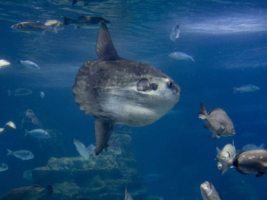 From Costa Brava: Barcelona Day Trip With Aquarium Visit - Transportation and Pickup Details