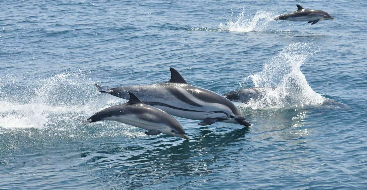 From Costa Del Sol: Gibraltar Dolphin Watching by Boat - Things To Know
