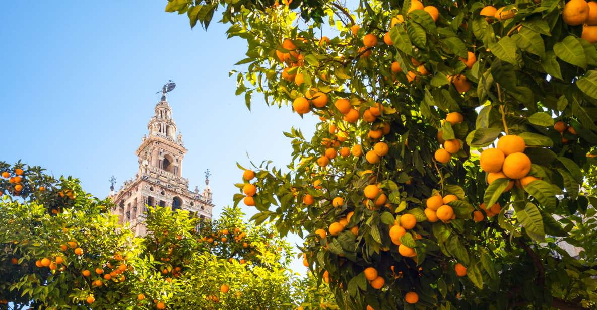 From Costa Del Sol: Seville Day Trip - Meeting Points