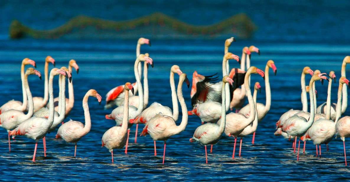 From Costa Dorada: Peñíscola and Ebro Delta Sightseeing Tour - What to Expect in Peñíscola