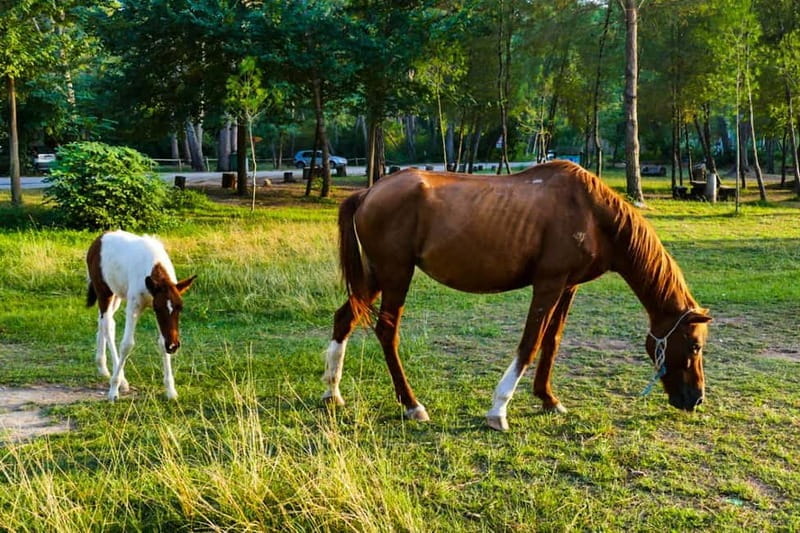 From Durres: Karavasta Lagoon Adventure Boat Tour & Wildlife - Discovering Albania’s Largest Lagoon