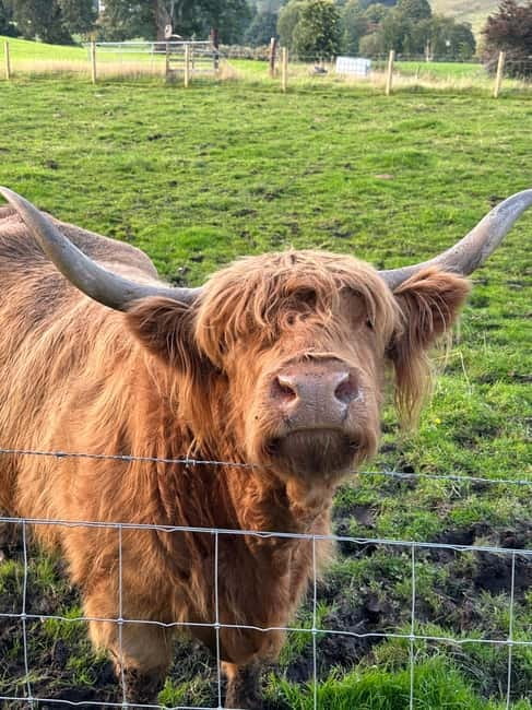 From Edinburgh: Glenfinnan, Fort William and Highland Cows - Visiting Glencoe: Geology and Tragedy