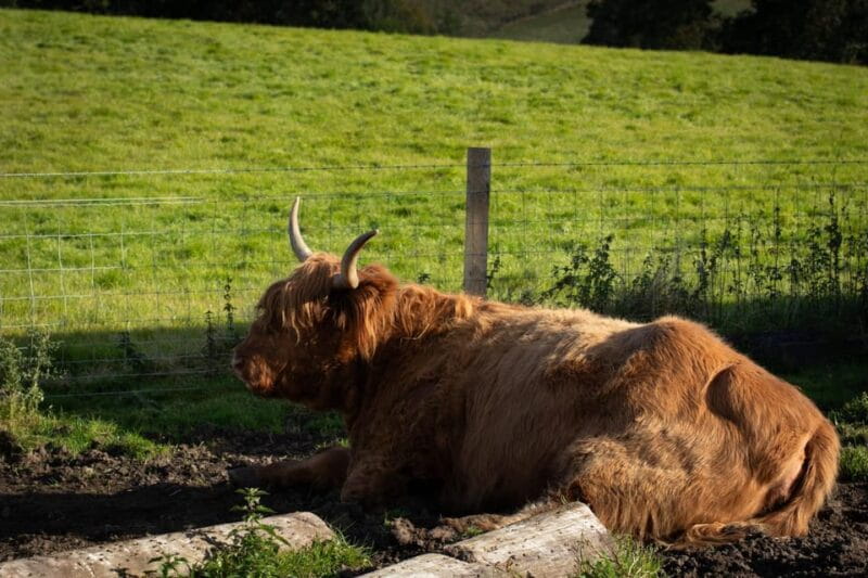 From Edinburgh: Loch Ness, Glencoe & Scottish Highlands Tour - FAQ