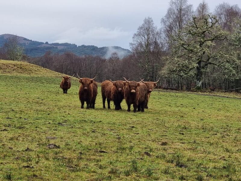 From Edinburgh: Loch Ness Private Day Tour with Transfers - Exploring the Scottish Highlands from Edinburgh: A deep dive