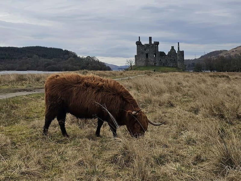 From Edinburgh: West Highlands Luxury Private Day Tour - Wildlife and Scenic Walks