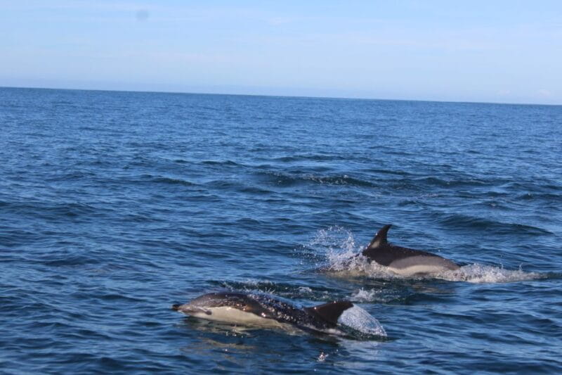From Faro: Dolphin-Watching & Wildlife - Final Thoughts: Is It Worth It?