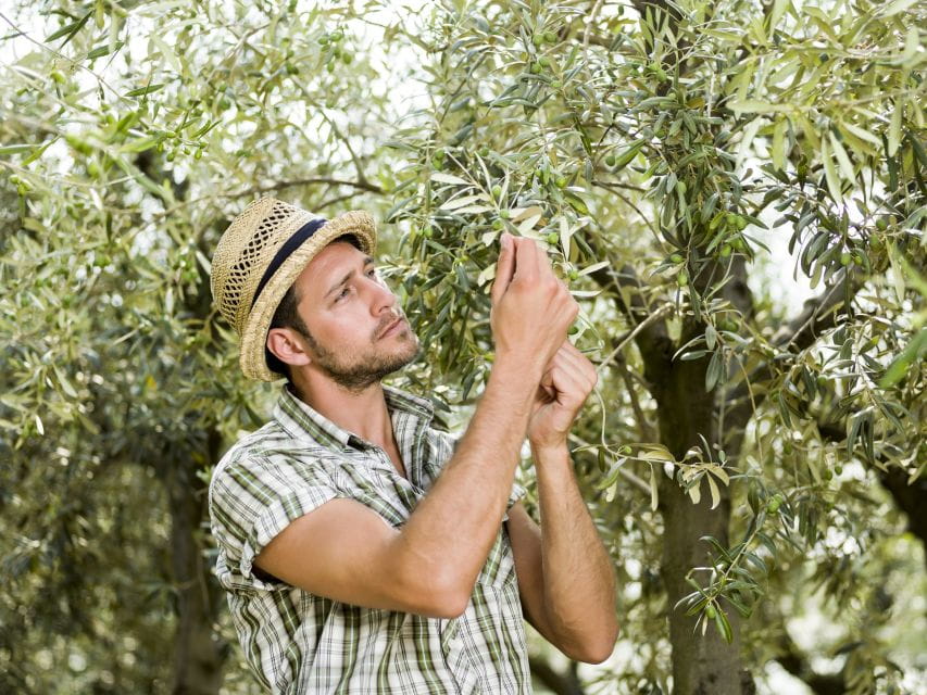 From Faro: Private Olive Oil Mill Tour With Tasting & Lunch - Savor Regional Cuisine at Lunch