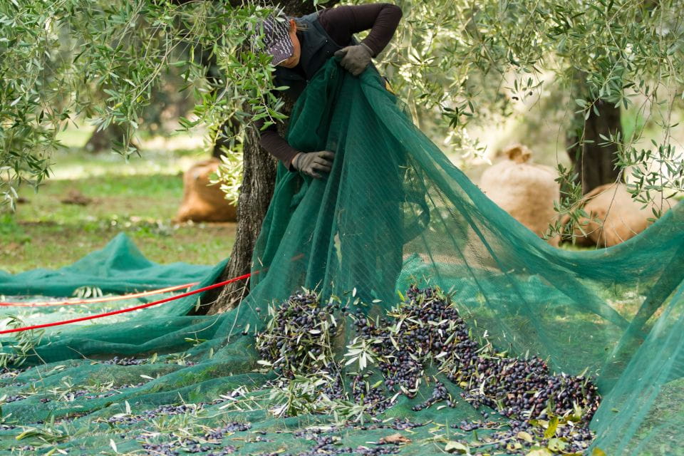 From Faro: Private Olive Oil Mill Tour With Tasting & Lunch - Immerse in Charming Downtown of Olhão