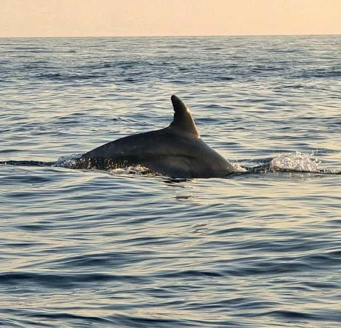 From Fazana Dolphin watching at sunset from a speedboat - Key Points / Takeaways