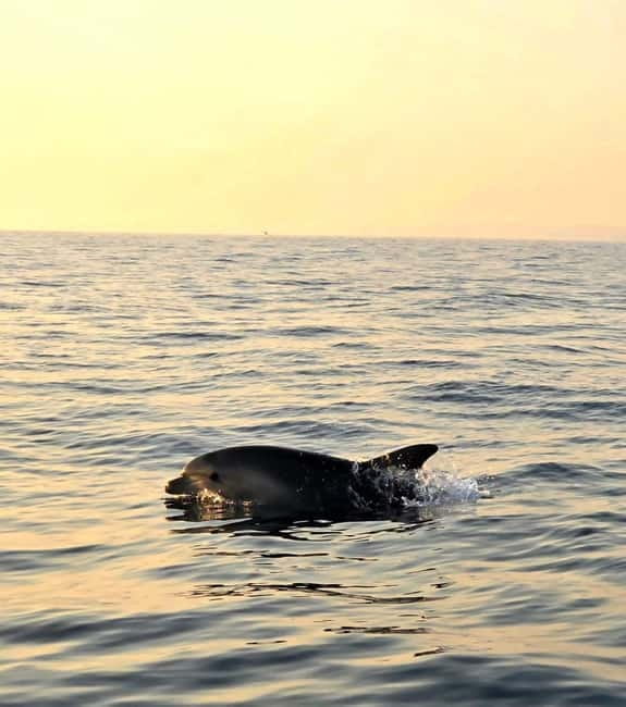 From Fazana Dolphin watching at sunset from a speedboat - Who Should Consider This Tour?