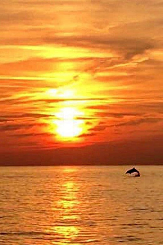 From Fazana: Dolphin watching sightseeing cruise at sunset - Key Points / Takeaways