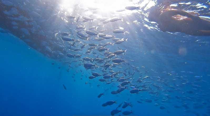 From Fazana: Private Blue Cave Snorkel & Lagoons Np Brijuni - Itinerary Highlights