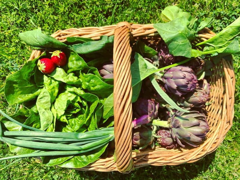 From Florence: Cooking Experience at hilltop farm in Tuscany - The Leisure and Relaxation: Walking, Views, and Poolside Bliss