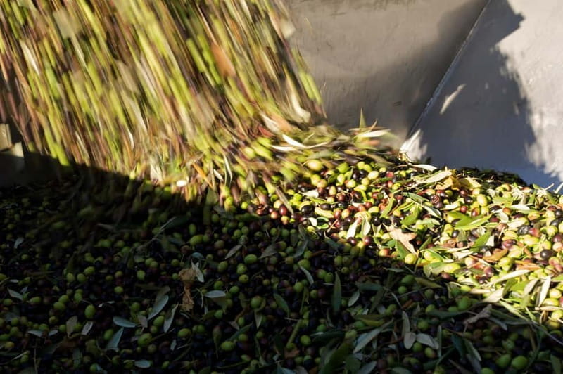 From Florence: Olive Oil Mill Tour and Tasting in Fiesole - FAQ