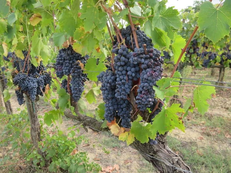 From Florence: Tuscany and Chianti Vespa Tour with Lunch - The Sum Up