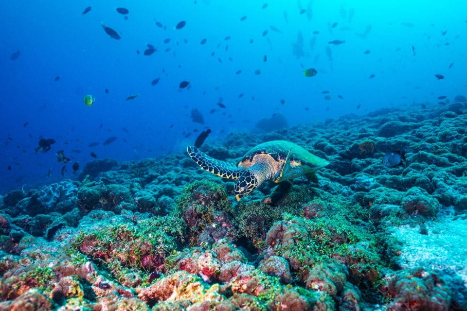 From Fort Lauderdale: Bimini Island Day Trip by Ferry - Frequently Asked Questions