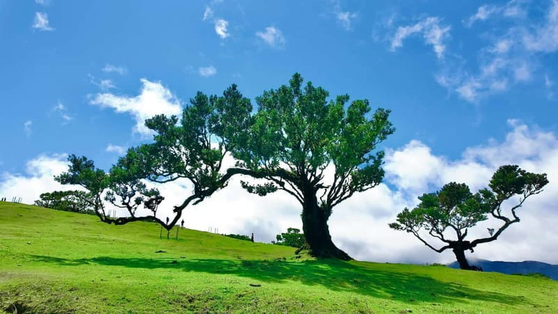 From Funchal: Southern Madeira Villages & Cliffs Tour - Discovering Madeira’s Coastal Gems