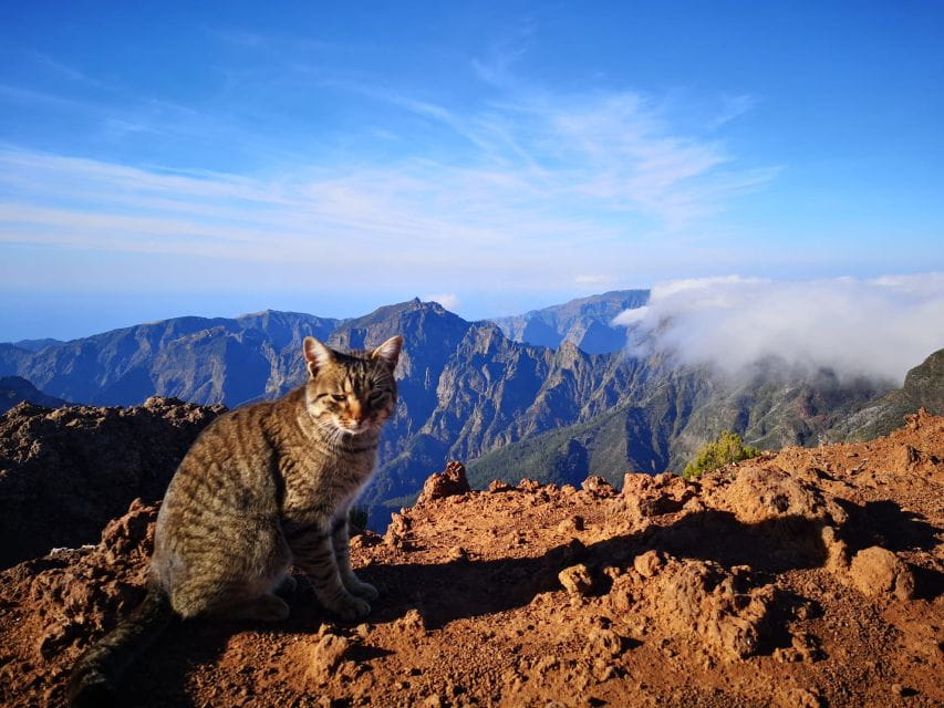 From Funchal: Transfer to Pico Do Arieiro & Pico Ruivo Trail - Frequently Asked Questions