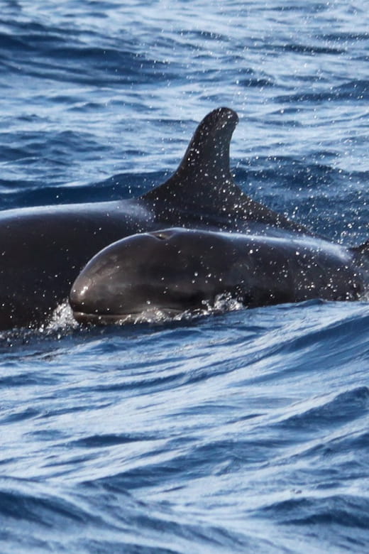 From Funchal: Whales and Dolphin Adventure Tour - Who Will Love This Tour?