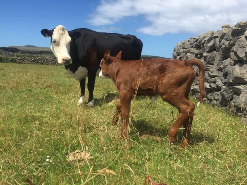 From Galway; Aran Islands day Tour & Cliffs of Moher cruise - Entering Galway’s Heart and Leaving It Behind
