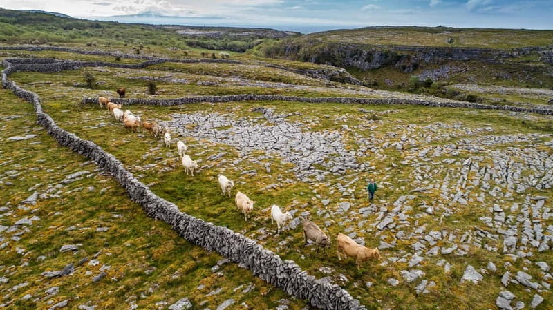 From Galway: Connemara, Aran Islands, Cruise & Burren tour - Key points / Takeaways