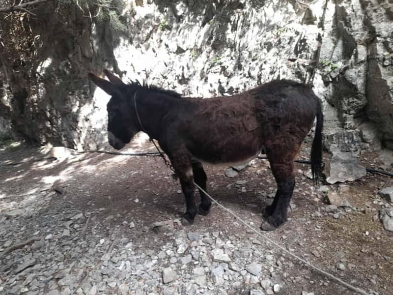 From Georgioupoli: Easy Hiking Day-Trip to Imbros Gorge - FAQ Section