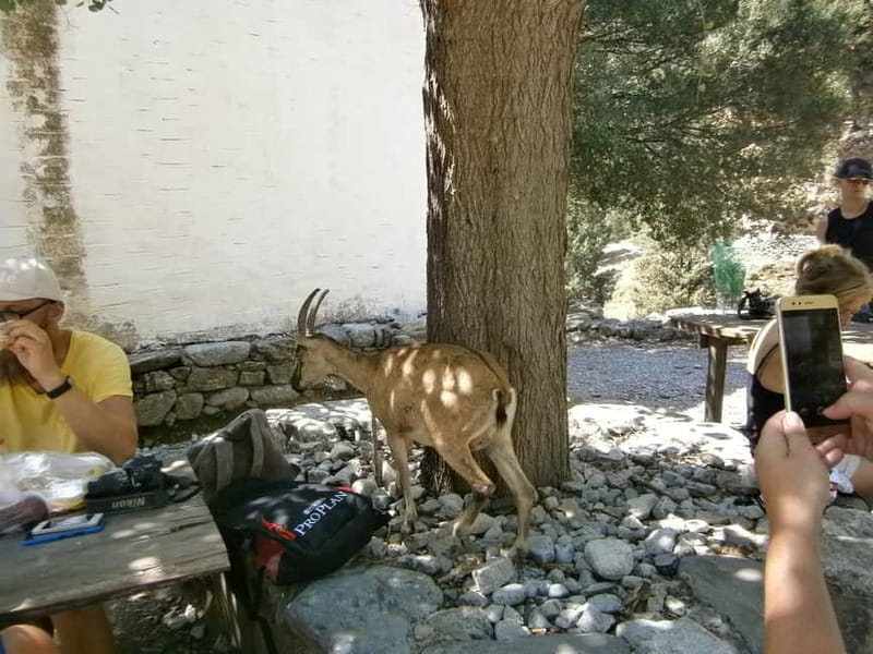 From Georgioupolis: Roundtrip Transfer to Samaria Gorge - Key points / Takeaways