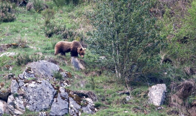 From Gijón, Oviedo or Pola de Somiedo: Brown Bear Spotting - Key points / Takeaways