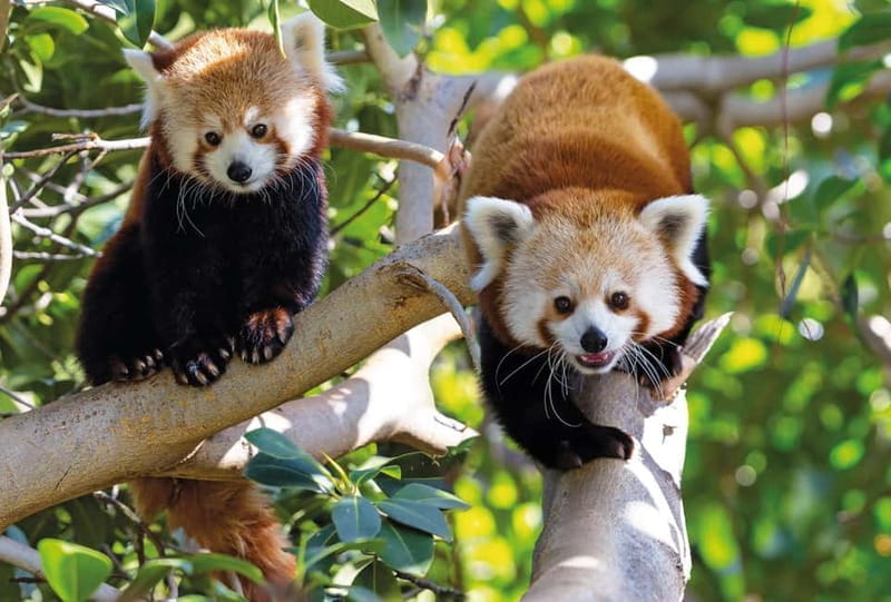 From Gran Canaria: Day Trip to Loro Parque Tenerife - Key points / Takeaways