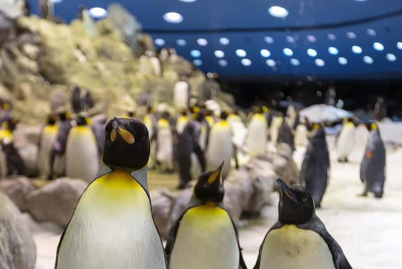 From Gran Canaria: Day Trip to Loro Parque Tenerife - Highlights of Loro Parque: Animal Encounters and Shows