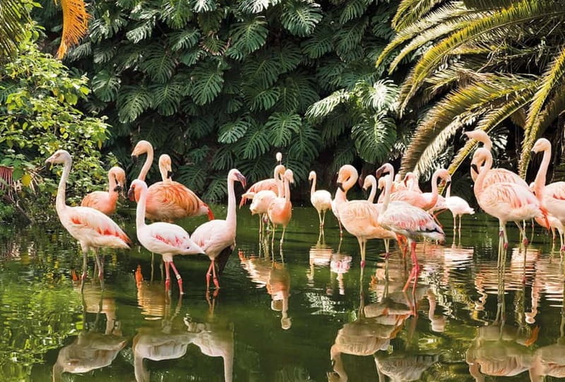 From Gran Canaria: Day Trip to Loro Parque Tenerife - Who Will Love This Experience?