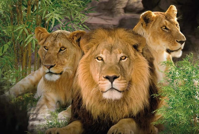 From Gran Canaria: Day Trip to Loro Parque Tenerife - The Sum Up: The Practical Value of a Full-Day Animal Adventure