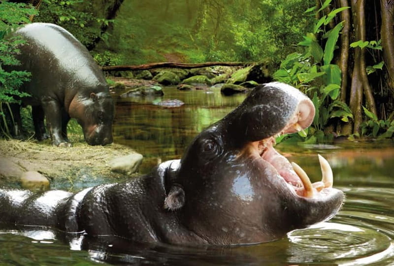 From Gran Canaria: Day Trip to Loro Parque Tenerife - FAQ: Practical Questions About the Loro Parque Day Trip