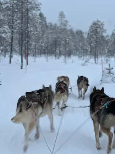 From Helsinki: 7-Day Lapland Northern Lights Tour - An In-Depth Look at the 7-Day Arctic Experience