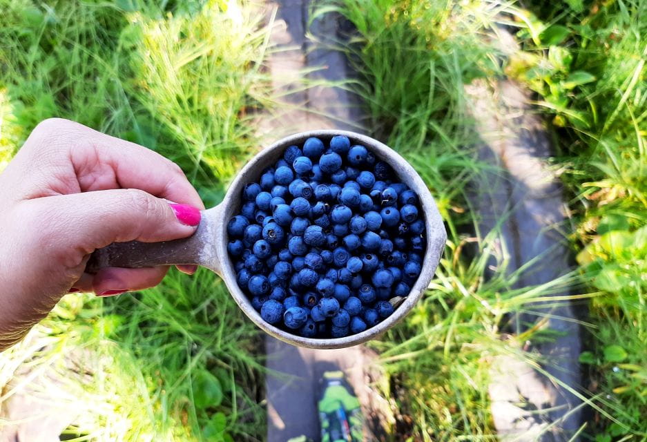 From Helsinki: Berry Picking Day Trip in a National Park - Liesjarvi National Park Exploration