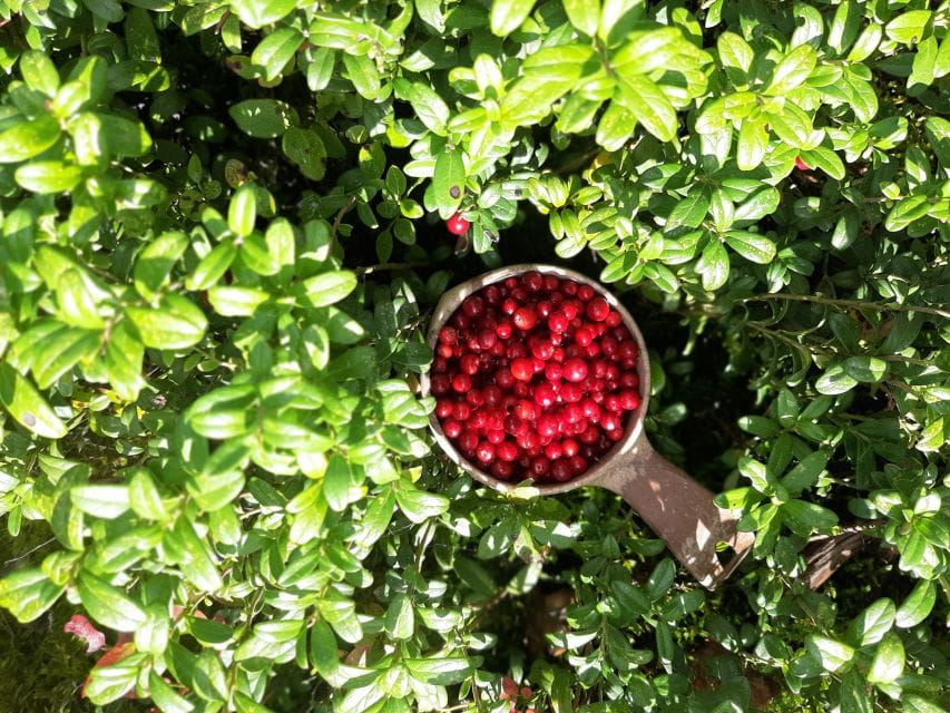 From Helsinki: Berry Picking Day Trip in a National Park - Raingear and Inclusions