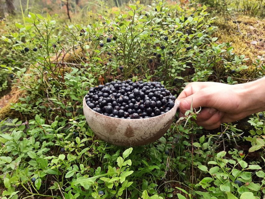 From Helsinki: Berry Picking Day Trip in a National Park - Restrictions and Suitability