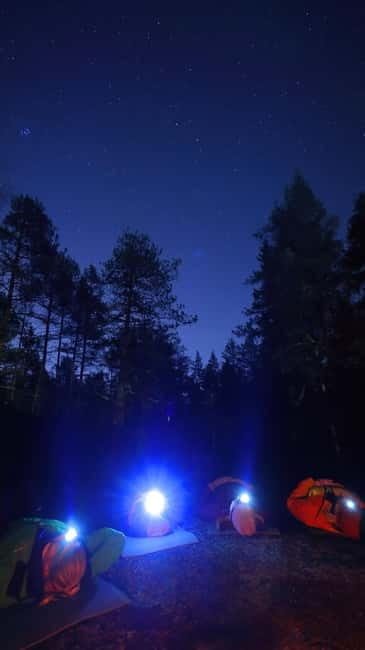 From Helsinki: Guided Forest Walk in the dark with campfire - Who Is This Tour Best For?