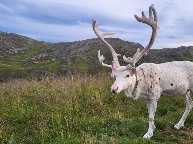 From Honningsvåg: VIP North Cape and Kingcrab Tour - FAQ