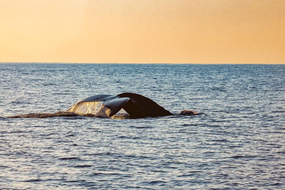 From Honolulu: Private Catamaran Cruise With Captain & Crew - Sailing to Diamond Head
