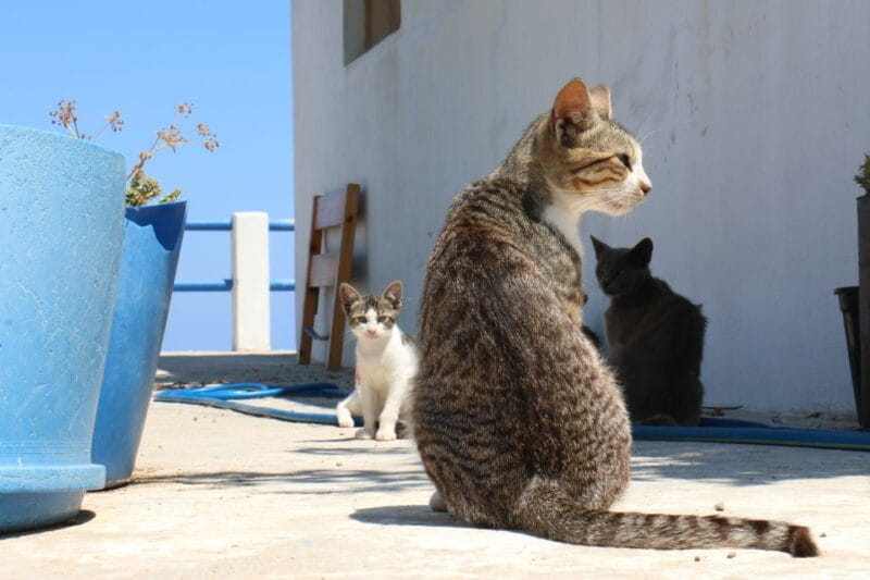 From Ios: RIB Boat Trip to Sikinos Island and Winery Tour - Final Thoughts: Is It Worth It?